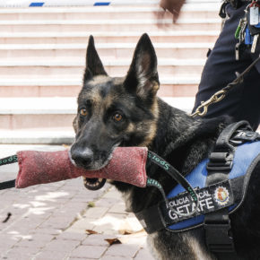 Ciudadanos (Cs) Getafe preguntará por la suspensión del servicio de la unidad canina de la Policía Local en el próximo pleno